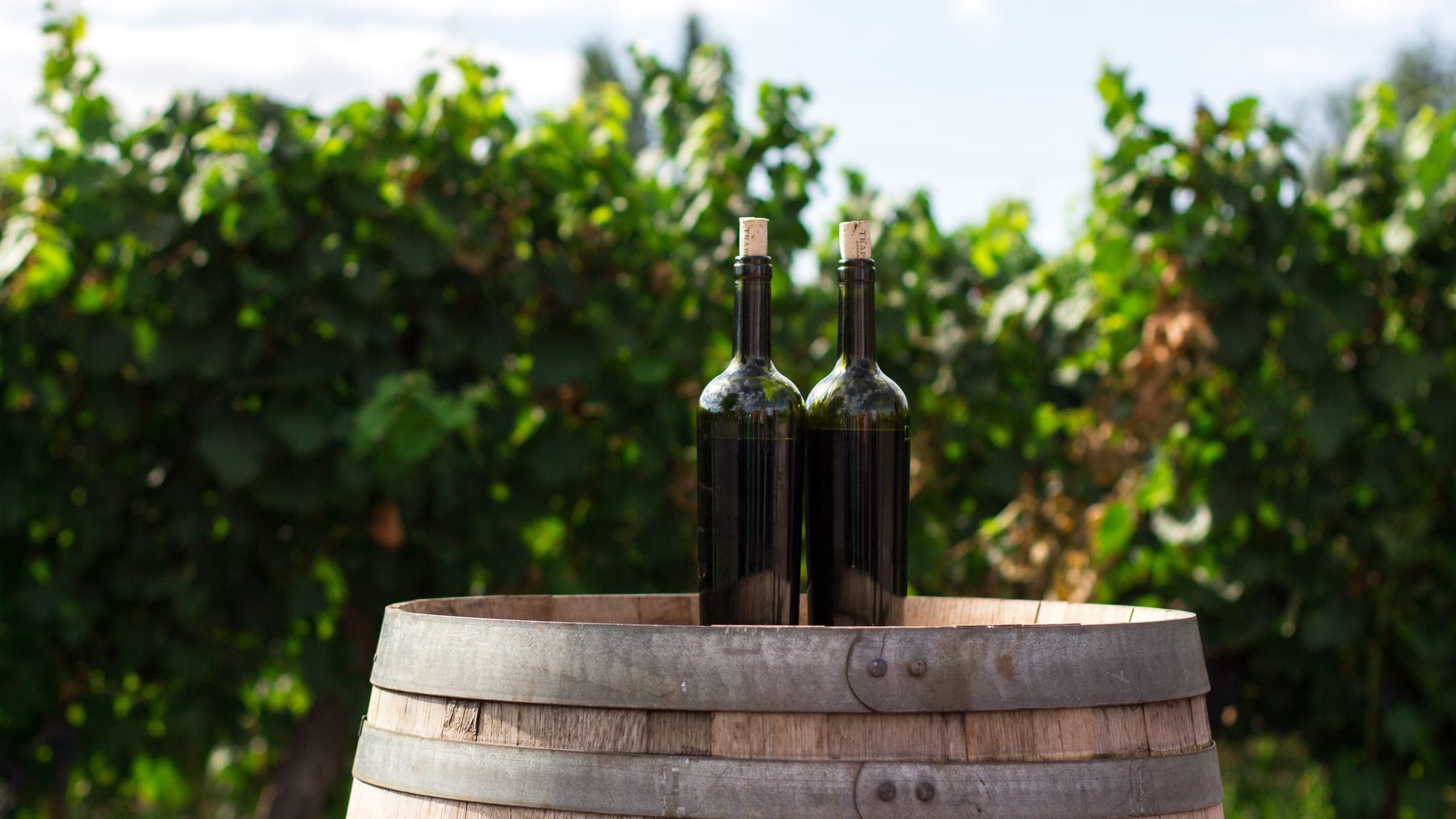 Six Most Scenic Vineyards Around Pirovac, Croatia