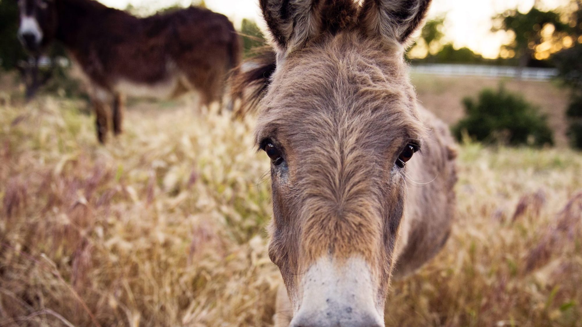 tisno croatia donkey