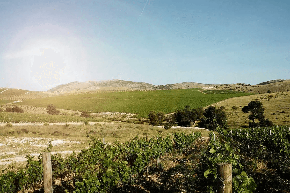 Jadrtovac vineyard, <a href="https://www.wineandmore.com/stories/discover-babic-wines/">Source</a>